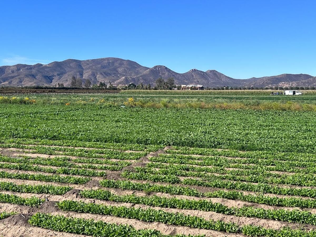Valle de Guadalupe Colindando con Finca Altozano