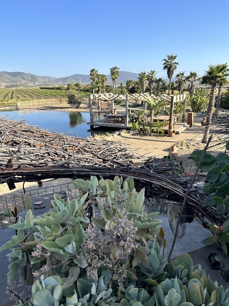 16 de 16: Colindante Xolo Vinicola