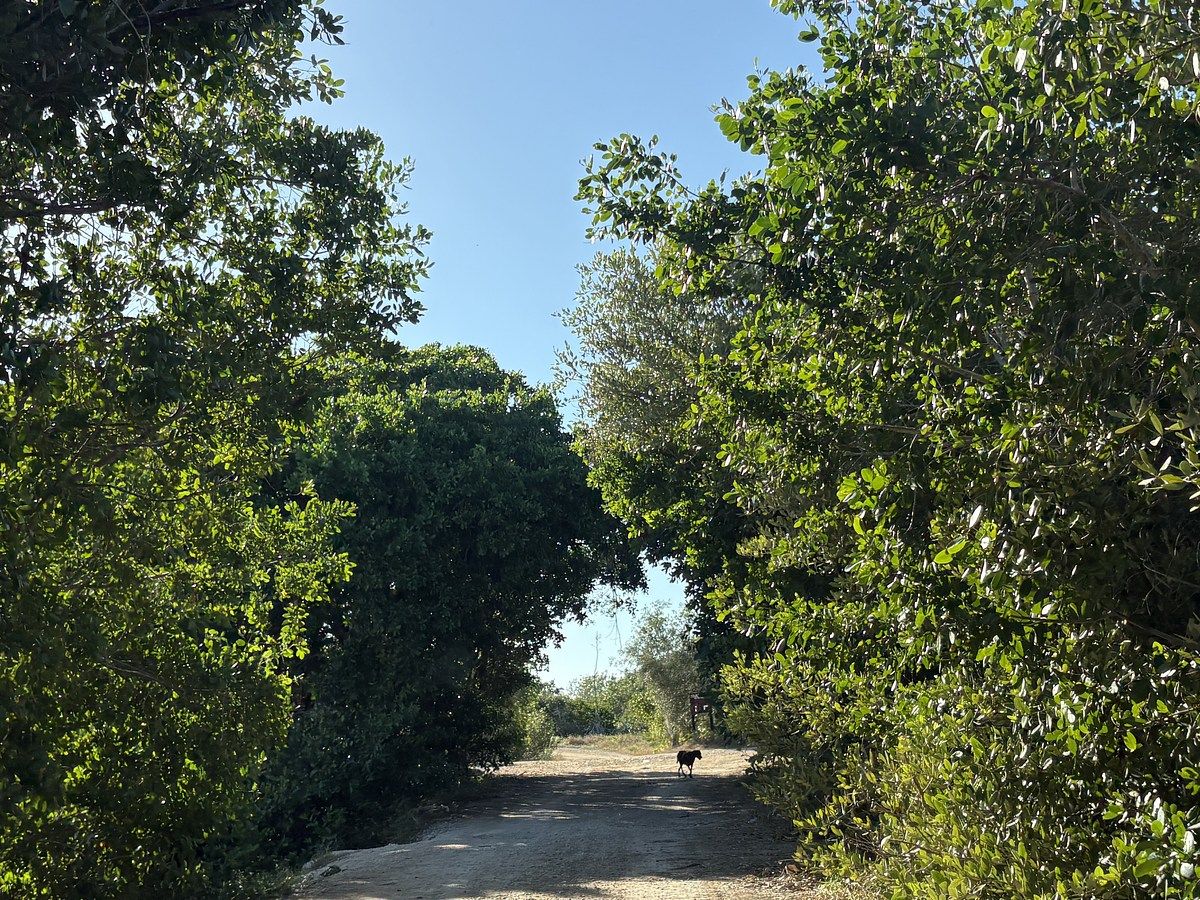 6 de 11: ACCESO AL TERRENO