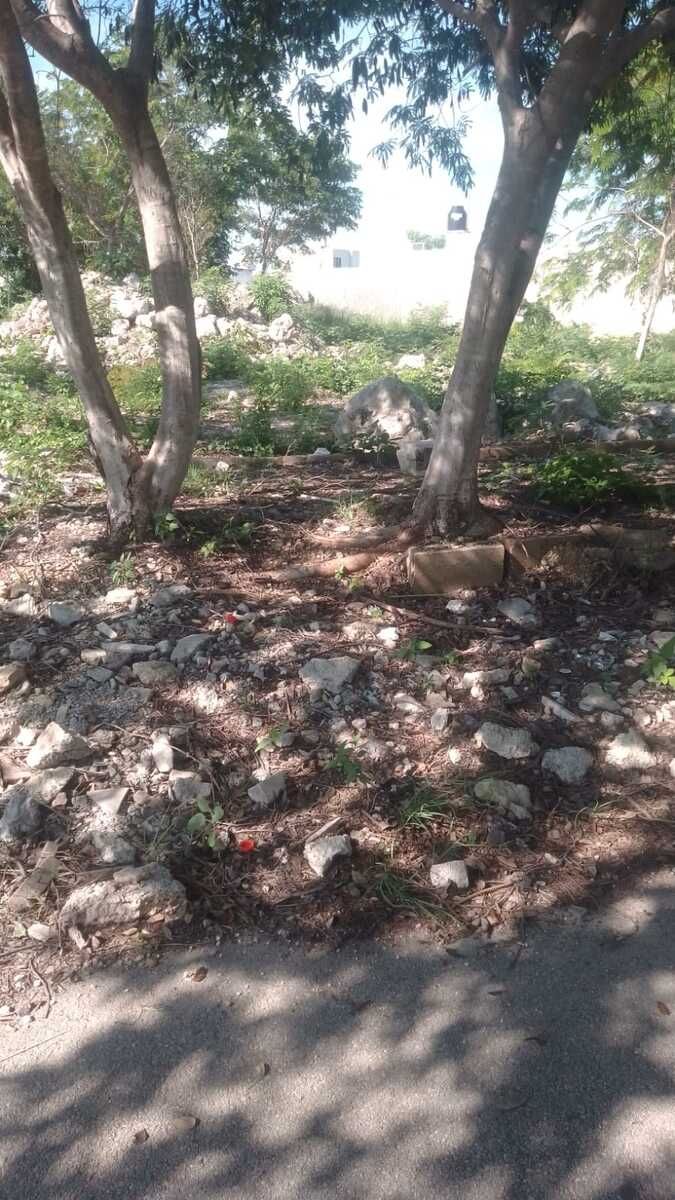 1 de 4: Vista del terreno