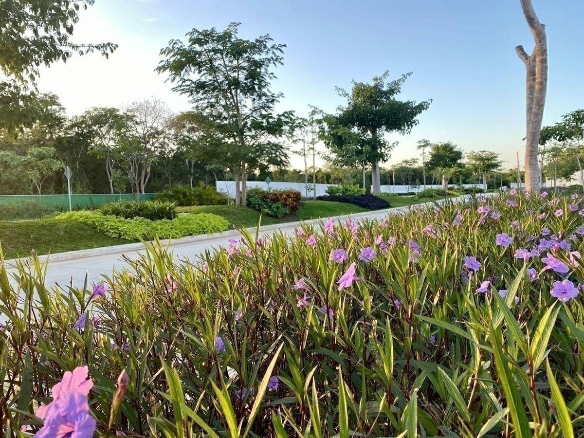 24 de 24: Vialidades