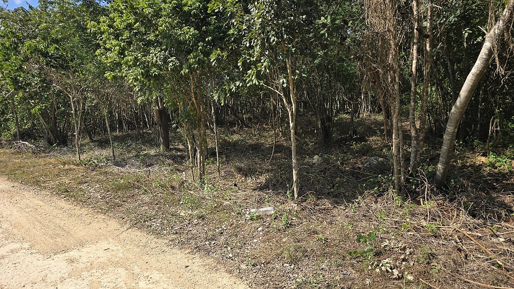 2 de 6: Vista del Lote, área limpia de maleza