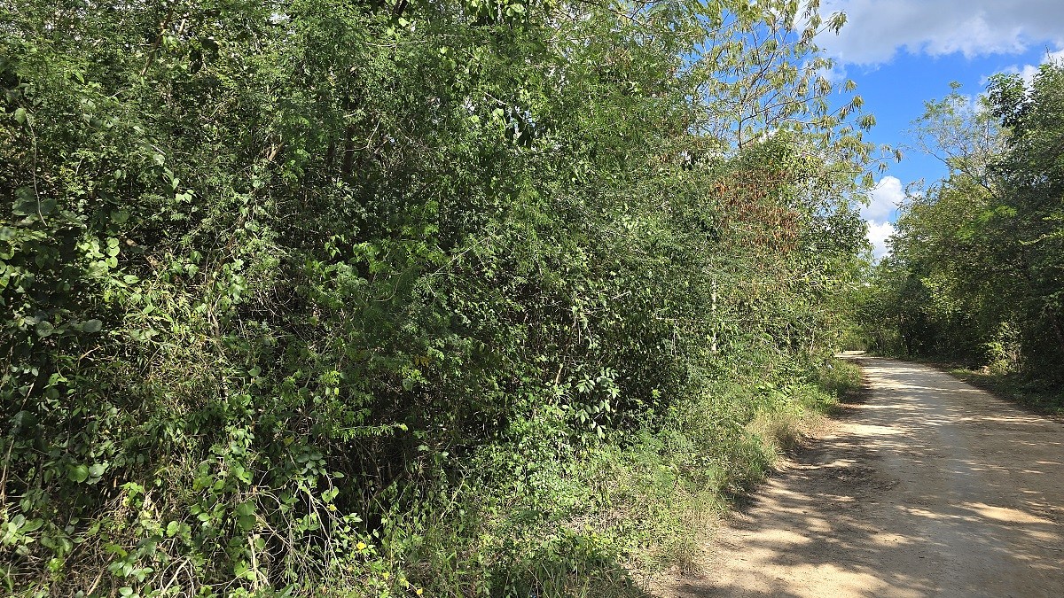 4 de 6: Otro vista del camino con diversa vegetación