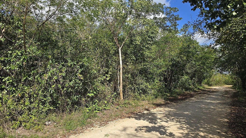 5 de 6: Otra vista del Lote