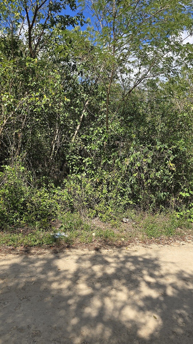 6 de 6: Vegetacion diversa en el Lote