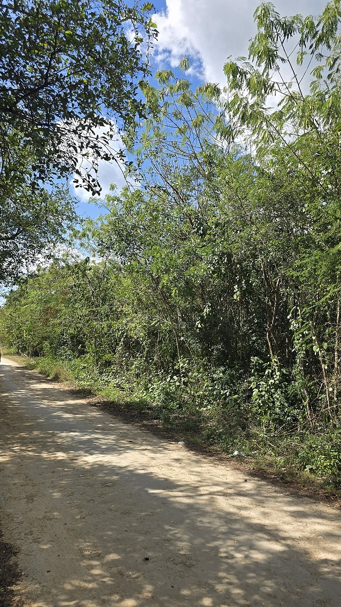 3 de 7: Otra vista del Lote, camino de acceso