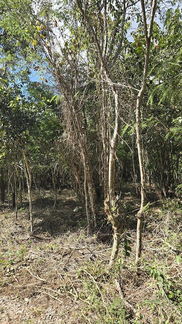 5 de 7: Otra vista de la división del Lote