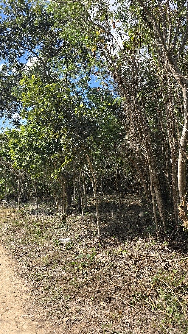 7 de 7: Arboleda dentro del Lote