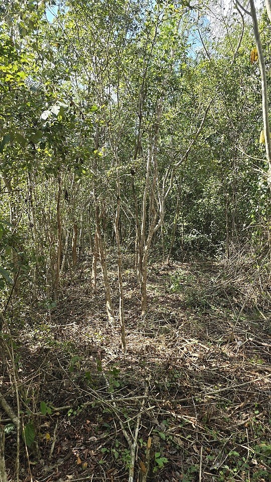 2 de 4: Division del Lote con el Vecino