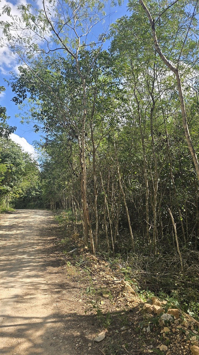 4 de 4: Otra vista del camino de acceso