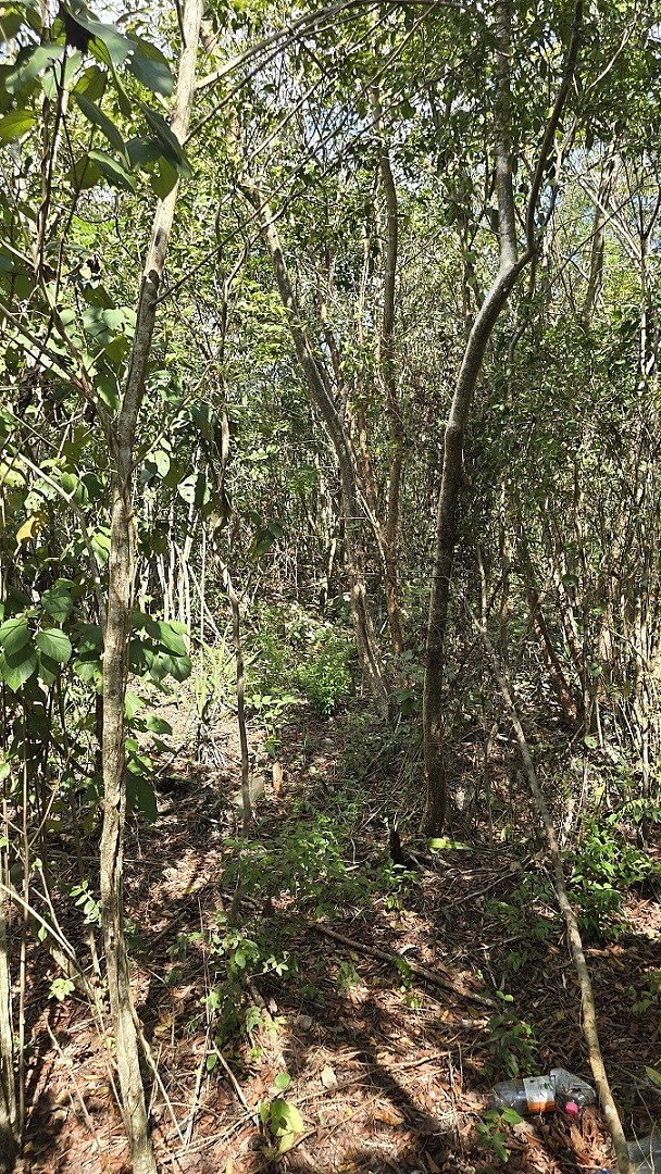 4 de 6: Diversa vegetacion, selva mediana