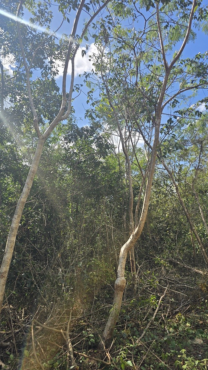 6 de 6: Arboles diversos dentro del lote
