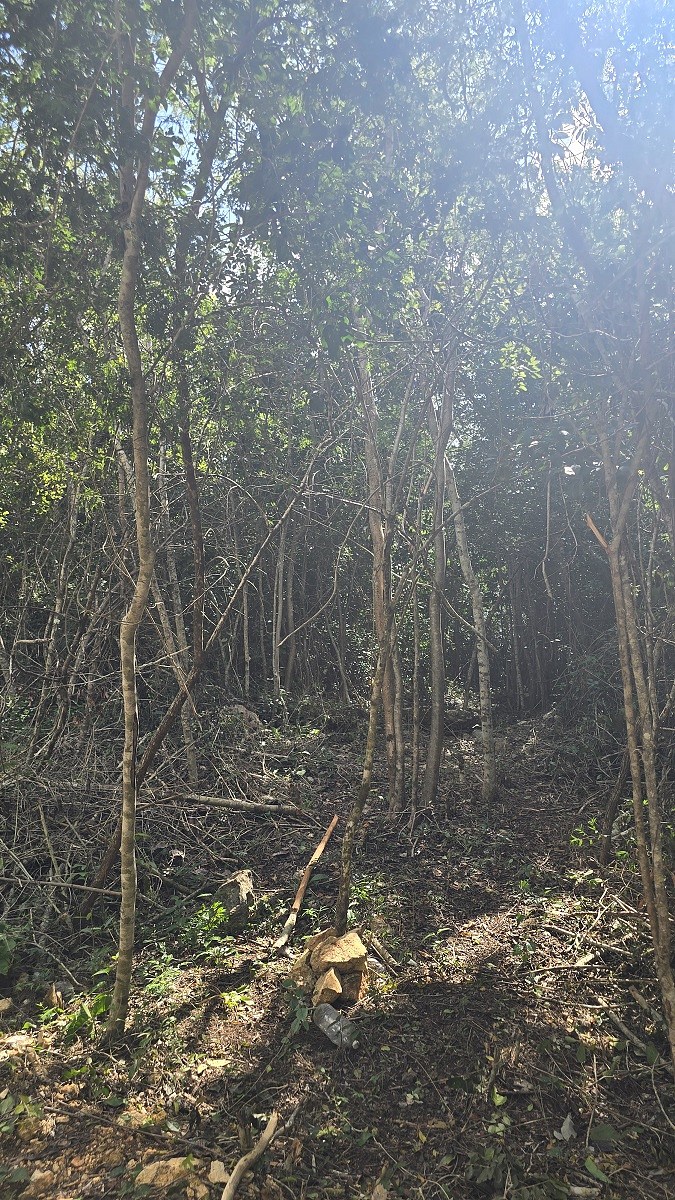 4 de 7: Diversa Vegetacion del Lote