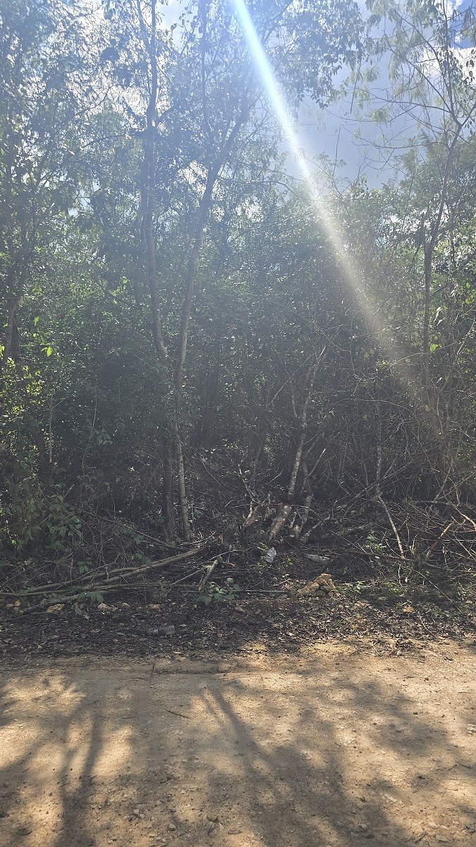 5 de 7: Otra vista de la Vegetacion dentro del Predio