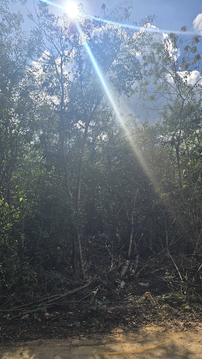 6 de 7: Otra vista de laos arboles diversos dentro del predio