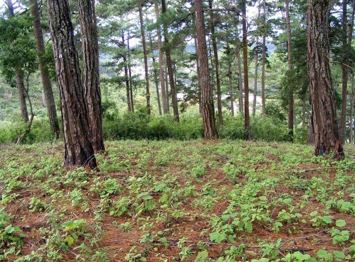 Terreno en VENTA en zona 16