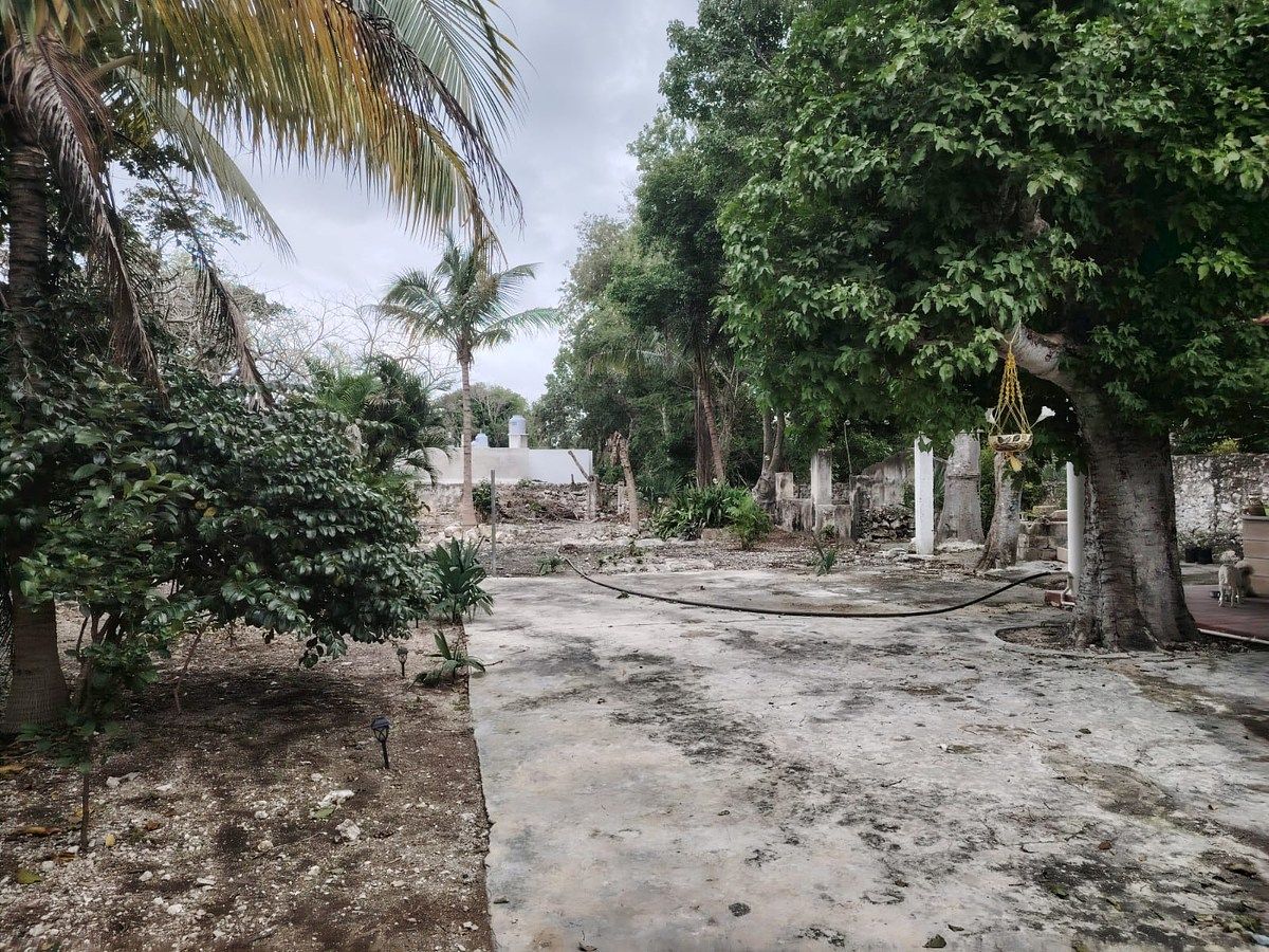 27 de 29: ARBOLES DENTRO DEL TERRENO