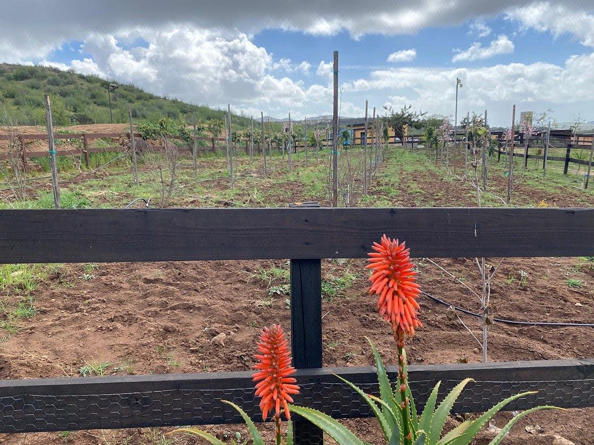 Rancho en Valle de Guadalupe, Ensenada, foto 6 de 34
