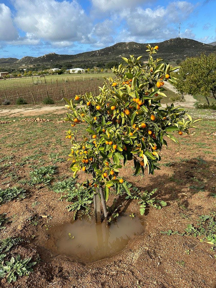 Rancho en Valle de Guadalupe, Ensenada, foto 10 de 34