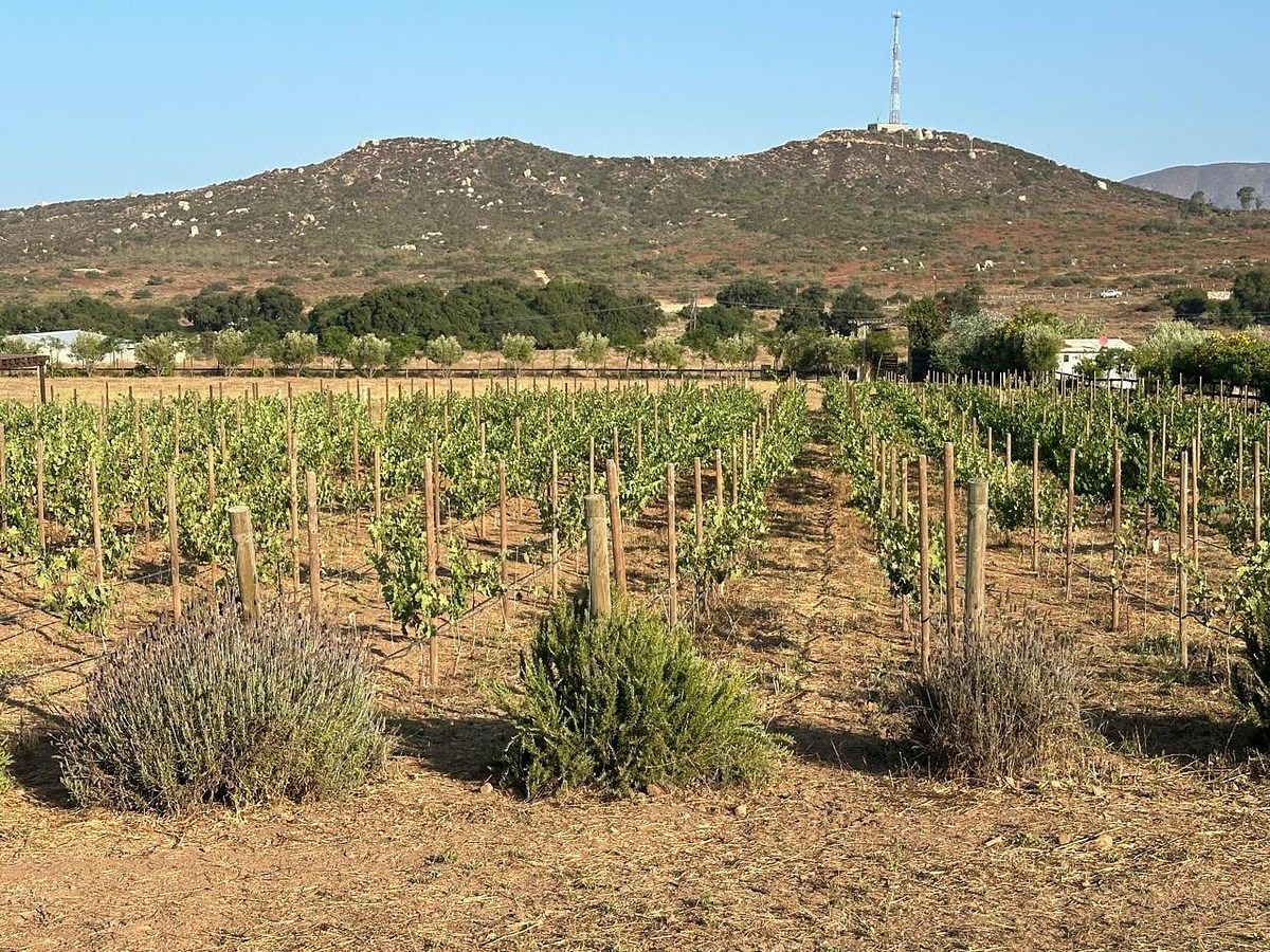 Rancho en Valle de Guadalupe, Ensenada, foto 14 de 34