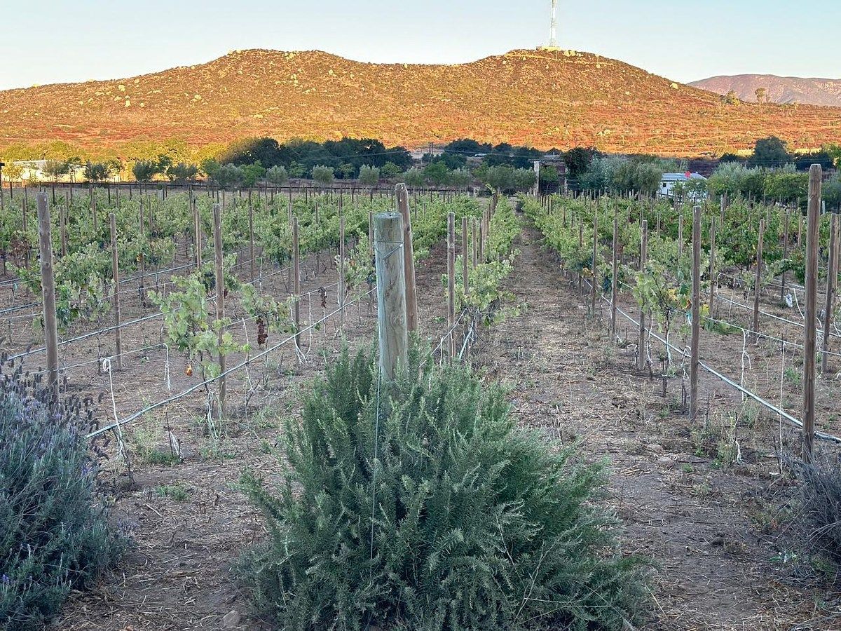 Rancho en Valle de Guadalupe, Ensenada, foto 16 de 34