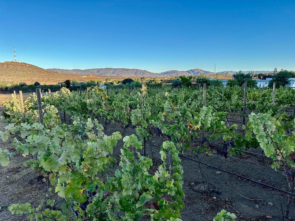 Rancho en Valle de Guadalupe, Ensenada, foto 17 de 34