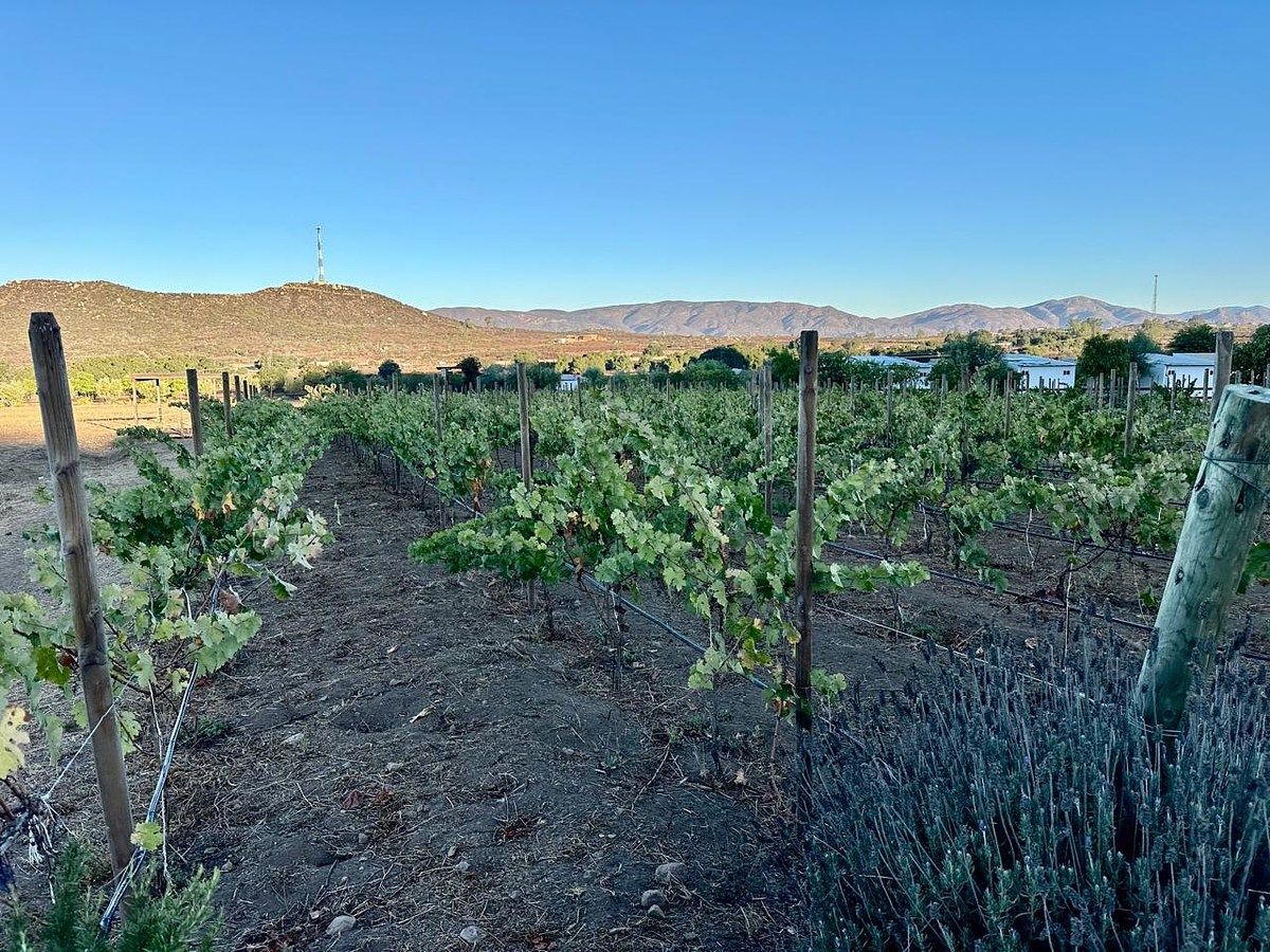 Rancho en Valle de Guadalupe, Ensenada, foto 18 de 34