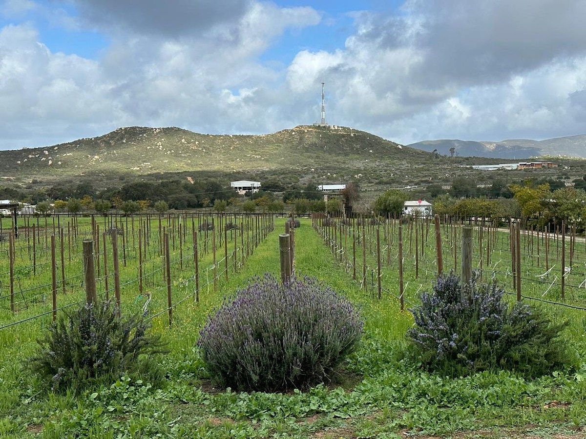 Rancho en Valle de Guadalupe, Ensenada, foto 20 de 34
