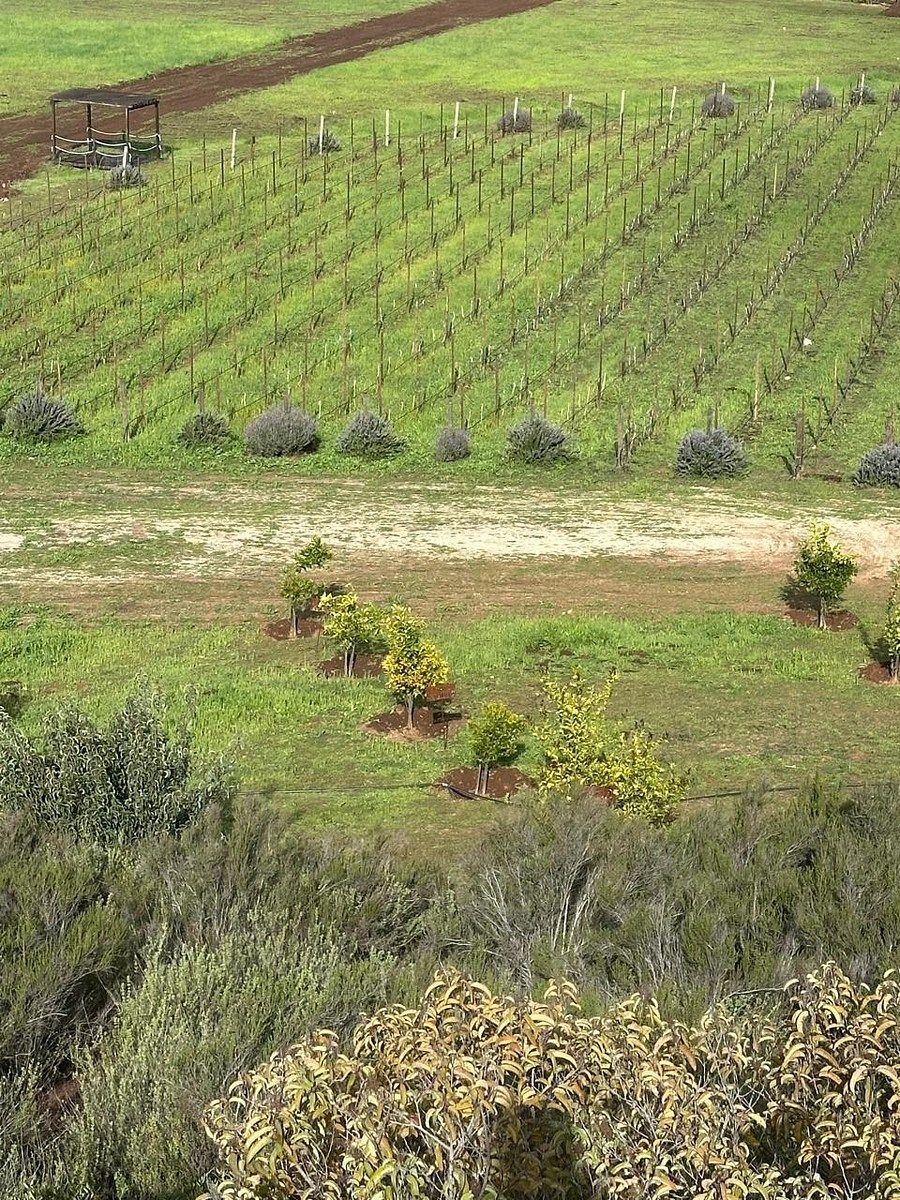 Rancho en Valle de Guadalupe, Ensenada, foto 24 de 34