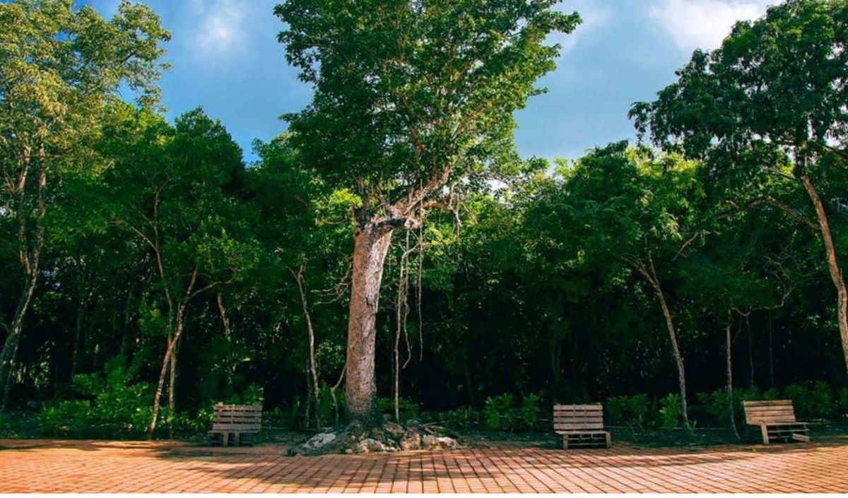 Land in Chemuyil, Tulum, 5 min from Xcacel BEACH FORECLOSURE - foto 1