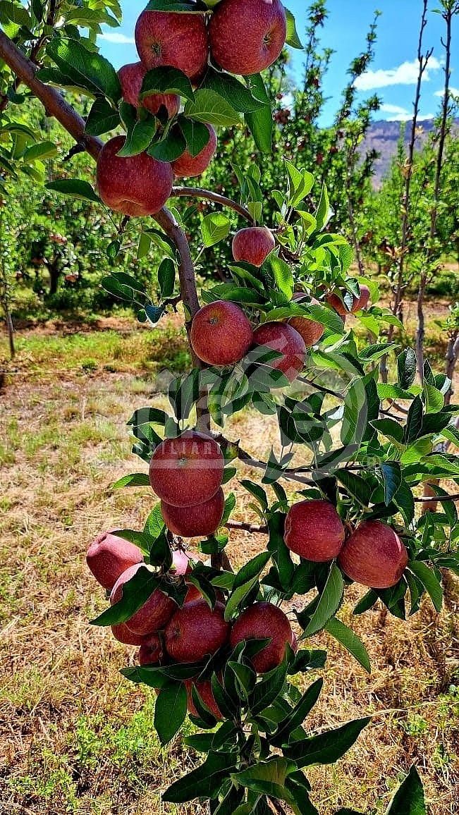 Huerta o terreno en Canatlan VENTA