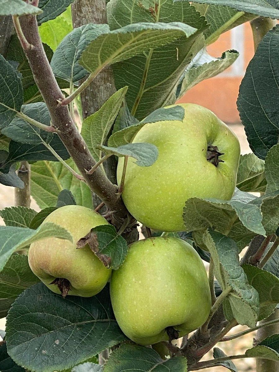 32 of 35: Arbol de Pera