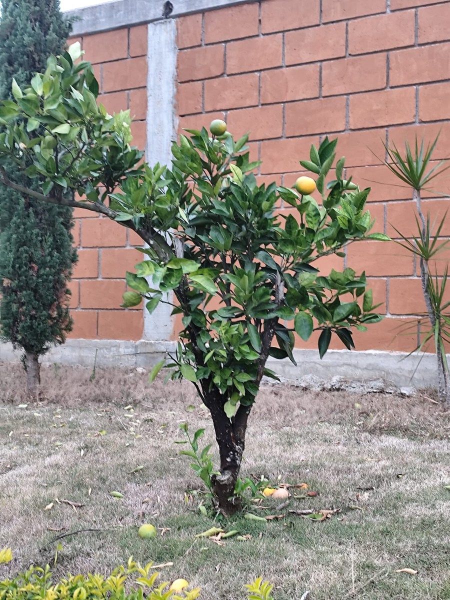33 of 35: Arbol de Naranja
