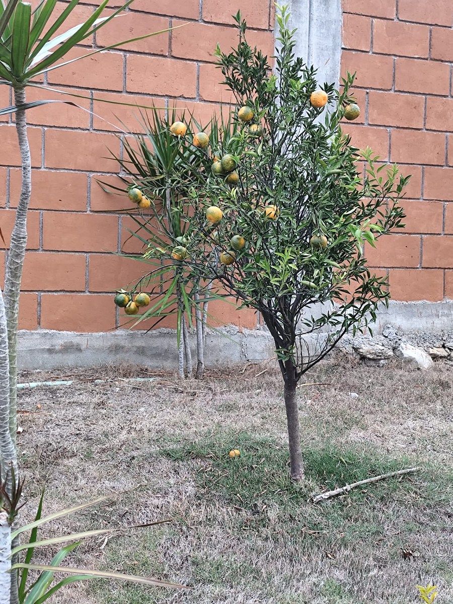 34 of 35: Arbol de Mandarina