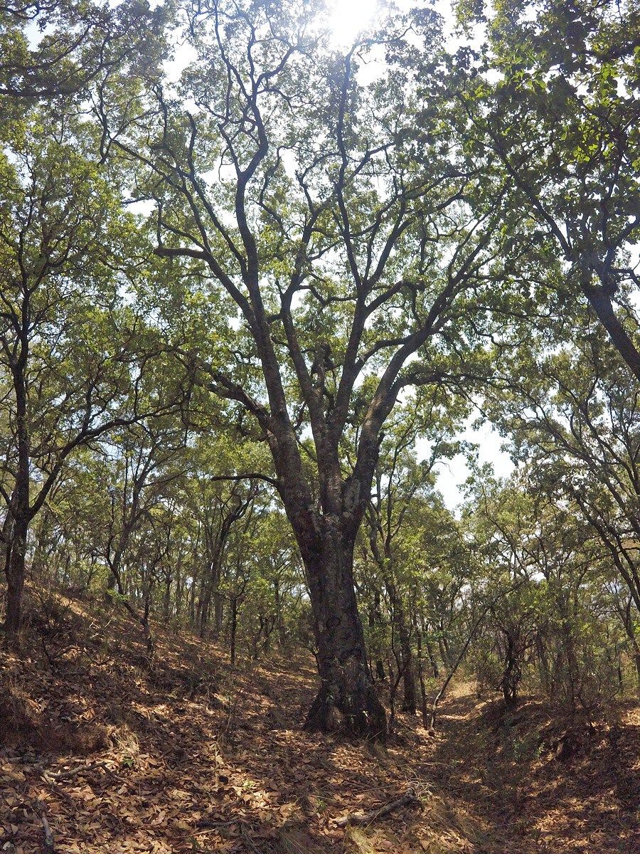 6 de 6: Interior del terreno