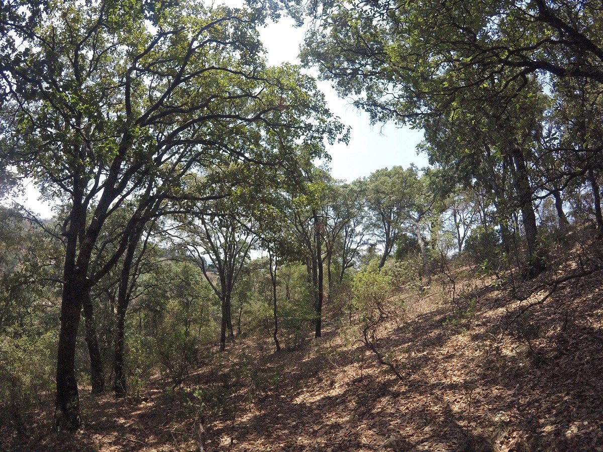 5 de 6: Interior del terreno