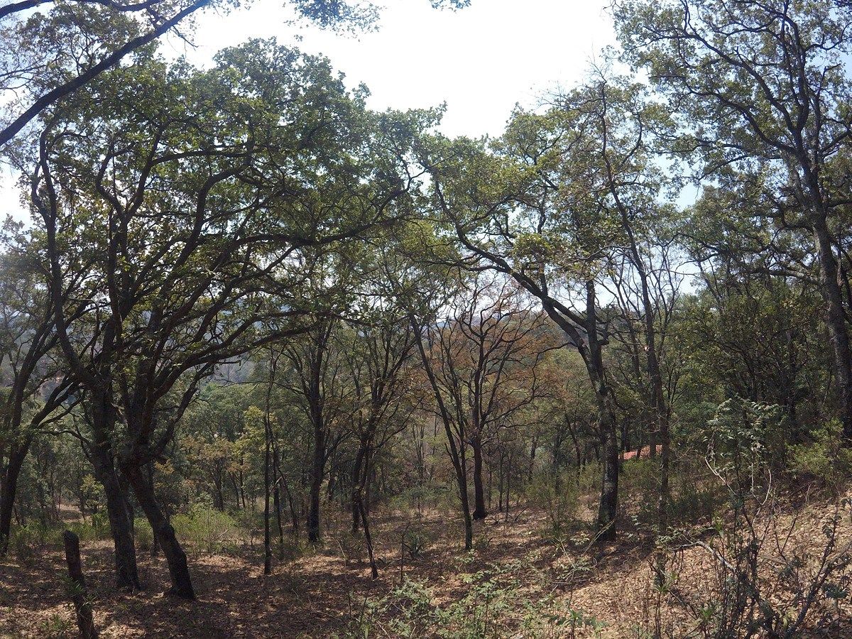 4 de 6: Interior del terreno