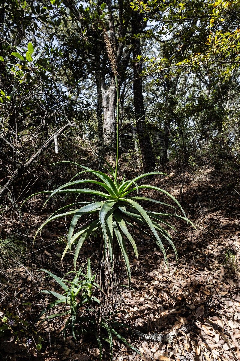 11 de 13: Detalles al interior del  terreno.