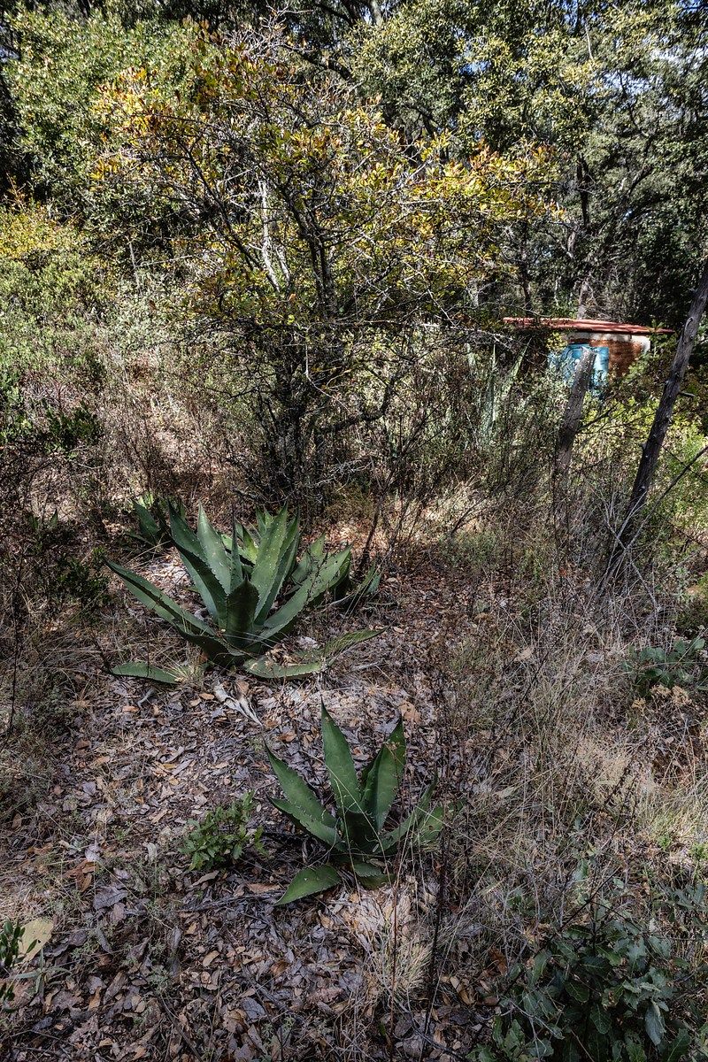 13 de 13: Detalles al interior del  terreno.