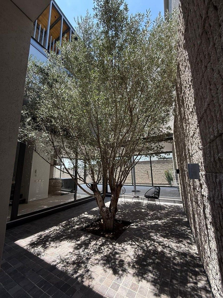 32 de 38: Olivo en Jardín Central