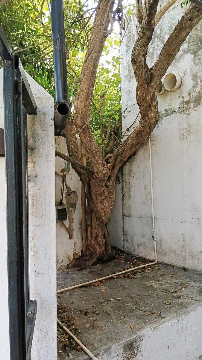Casa en Emiliano Zapata Ote, Mérida, foto 2 de 25