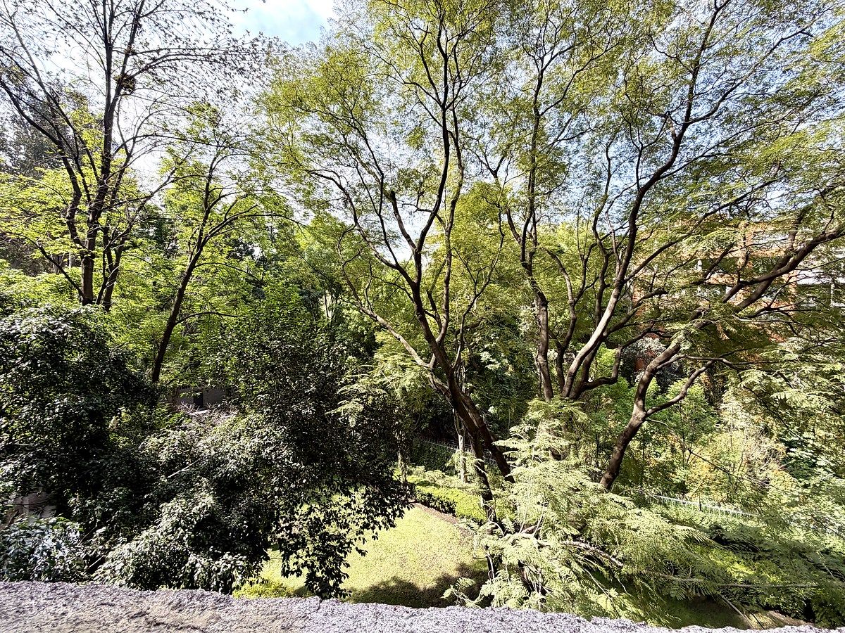 8 de 27: Vista arbolada