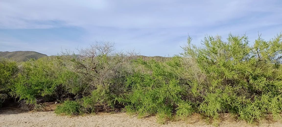 8 de 15