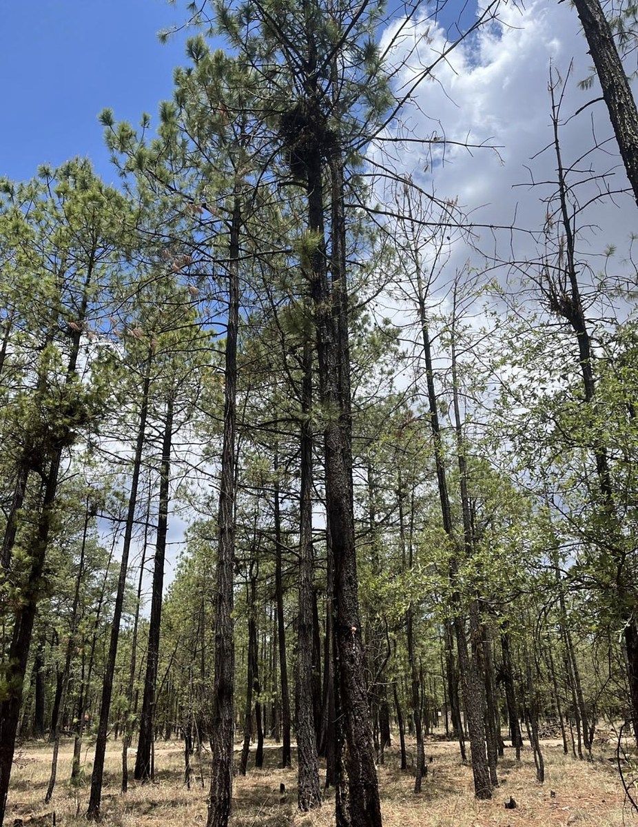 16 de 16: Disfruta de nuestra hermosa sierra