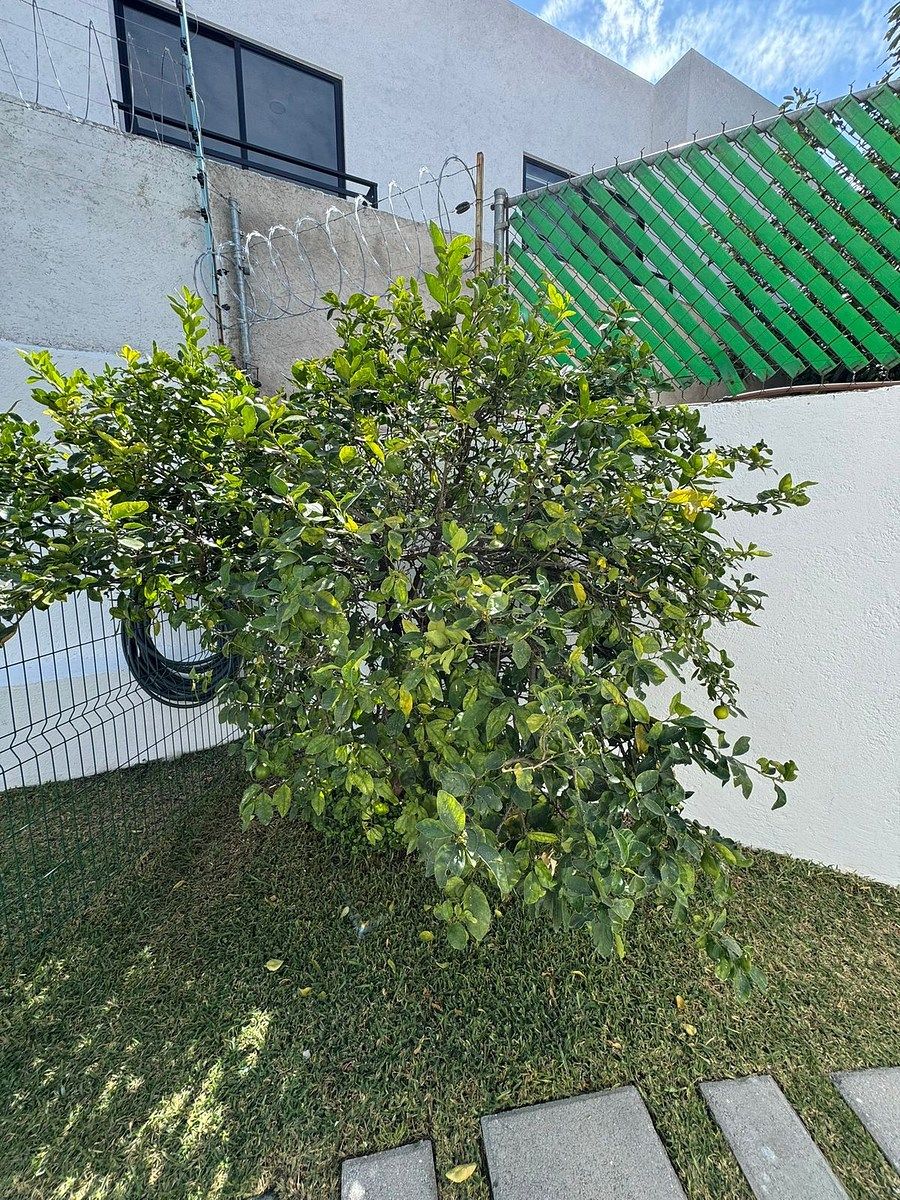 19 de 37: Jardín posterior