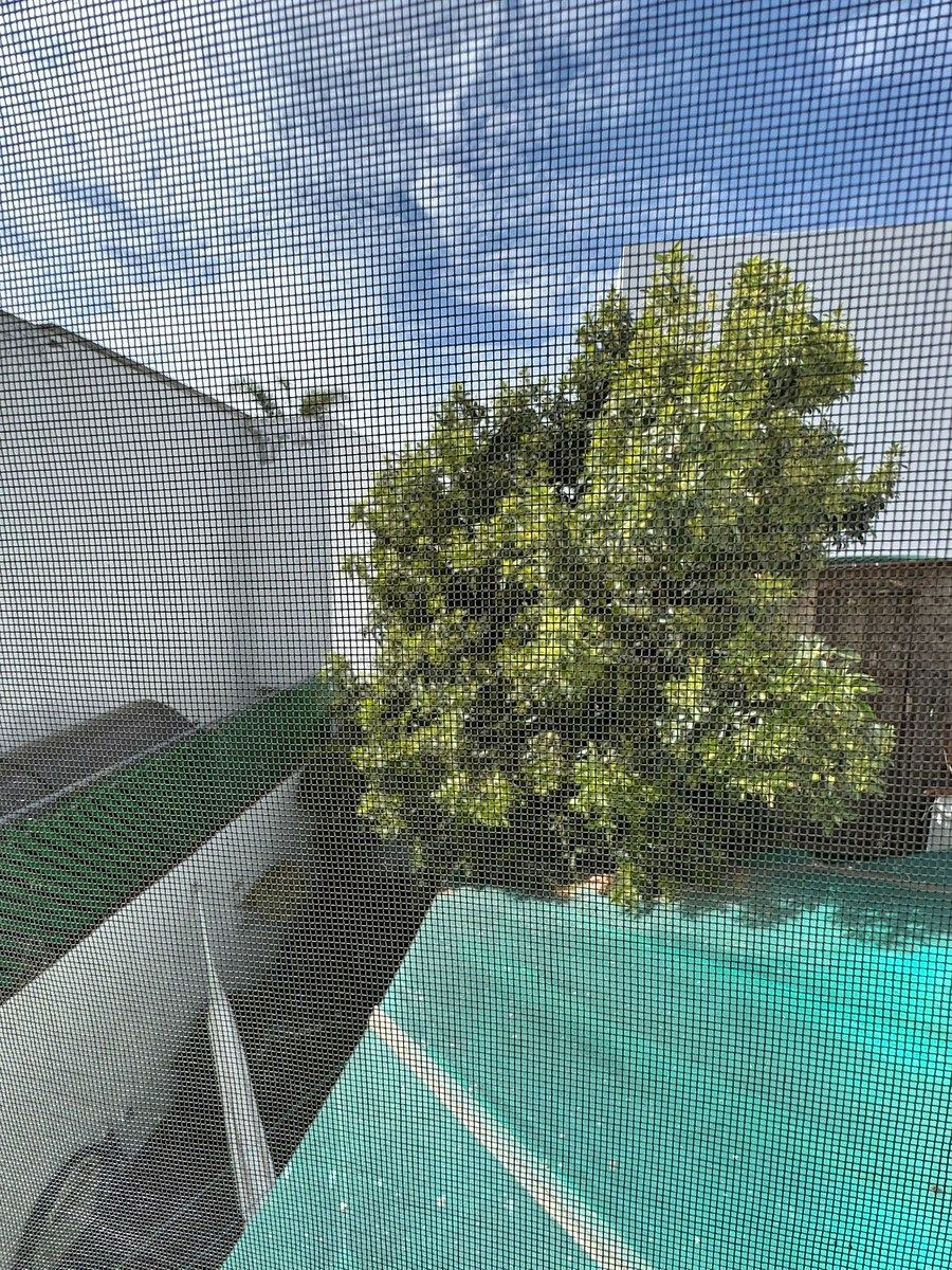 23 de 37: Jardín trasero