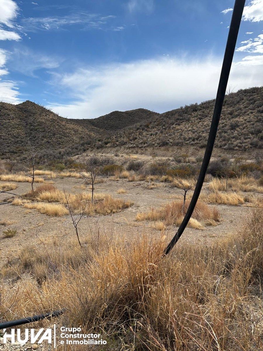 12 de 12: Vista de los árboles de nogal.
