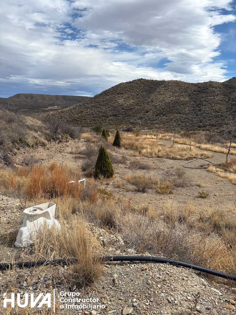 11 de 12: Vista de zona de arbustos y pinos