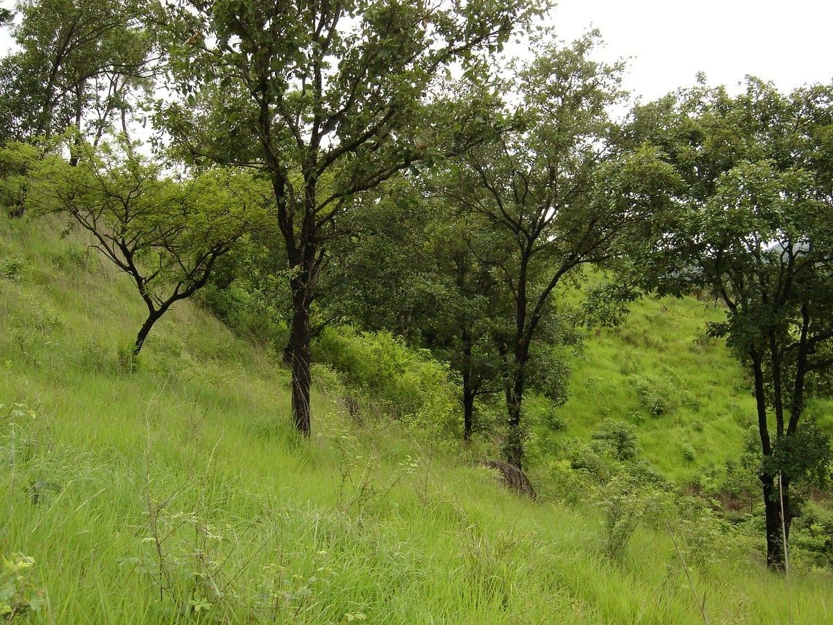Terreno Carretera al Atlantico km 31.5