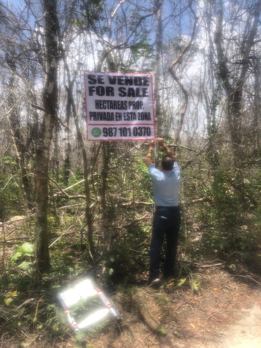 7 de 11: 5 hectáreas en Playa Del Carmen, Q. Roo RV-001 vegetación
